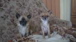 Biete Chihuahua