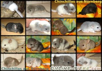Biete Chinchilla Jungtiere