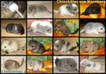 Biete Chinchilla Jungtiere