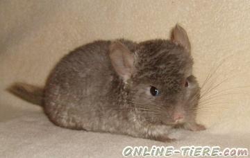 Biete Chinchilla