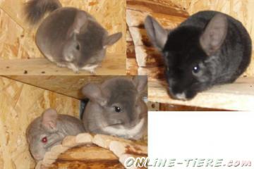 Biete Chinchilla