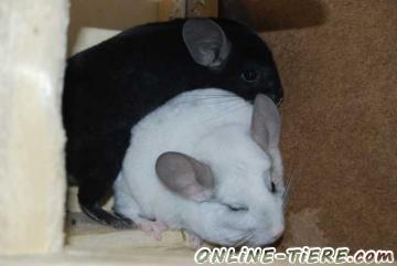 Biete Chinchilla