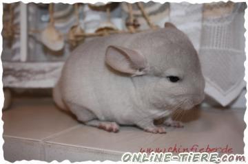 Biete Chinchilla