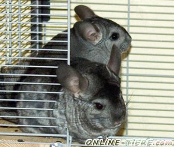Biete Chinchilla
