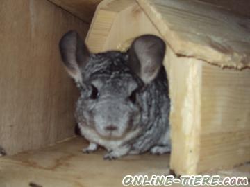 Biete Chinchilla