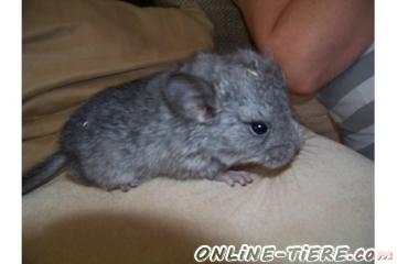 Biete Chinchilla