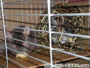 Biete Chinchilla