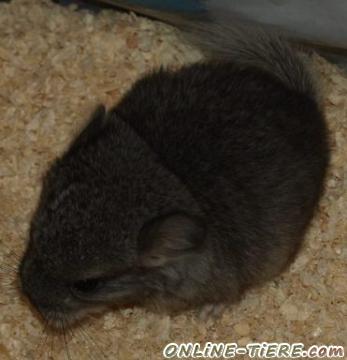 Biete Chinchilla