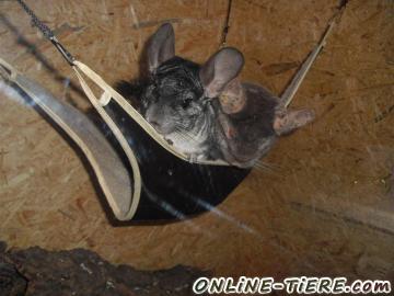 Biete Chinchilla