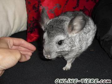 Biete Chinchilla