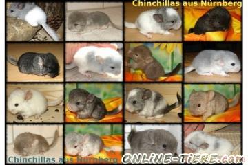 Biete Chinchilla