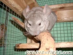 Biete Chinchilla