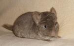 Biete Chinchilla