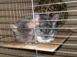 Biete Chinchilla