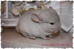 Biete Chinchilla