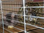 Biete Chinchilla