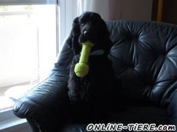 Biete Cocker Spaniel