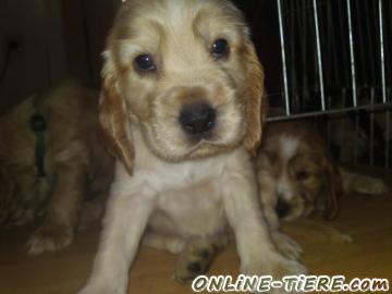 Biete Cocker Spaniel