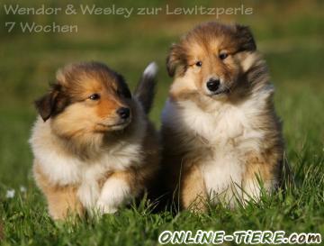 Biete Collie