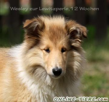 Biete Collie