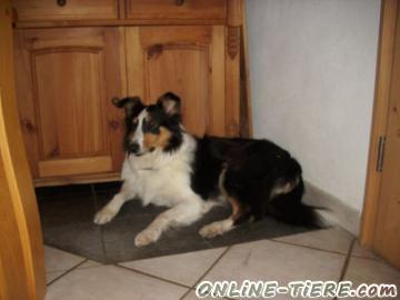 Biete Collie