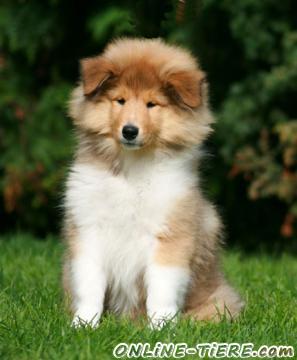 Biete Collie