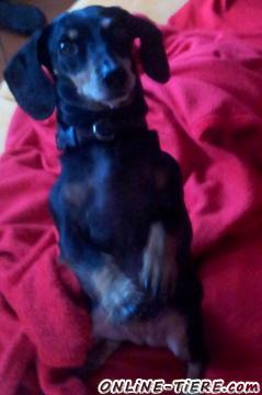 Biete Dackelh&uuml;ndin