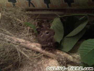Biete Degu