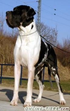 Biete Deutsche Dogge