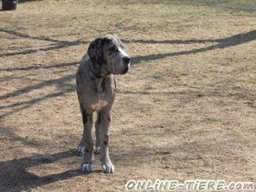 Biete Deutsche Dogge