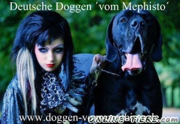 Biete Deutsche Doggen