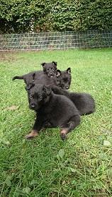 Biete Deutsche Schäferhund Welpen
