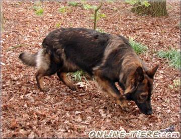 Biete Deutsche schäferhund