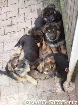 Biete Deutsche Schäferhunde