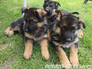 Biete Deutsche Sch&auml;ferhund