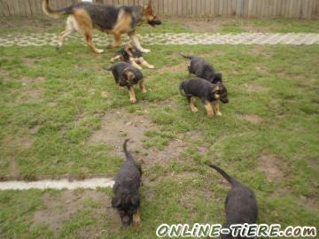 Biete Deutsche Sch&auml;ferhunde