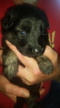 Biete Deutsche Sch&auml;ferhunde