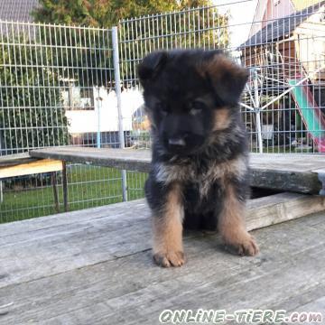 Biete Deutsche Sch&auml;ferhunde