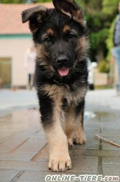 Biete Deutsche Sch&auml;ferhundwelpen