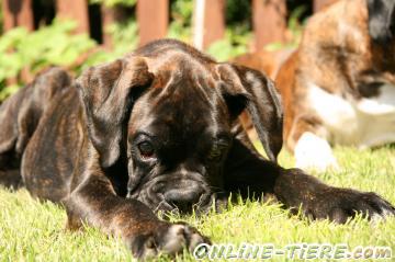 Biete Deutscher Boxer