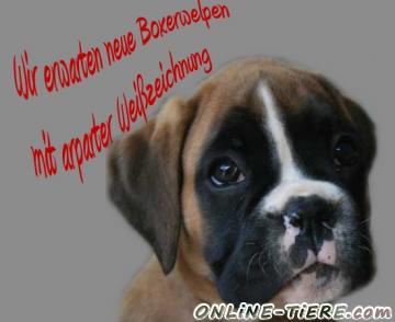 Biete Deutscher Boxer