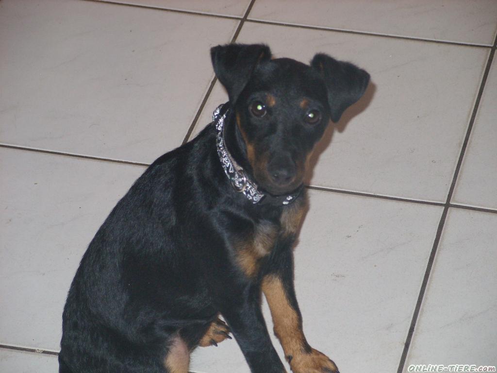 Liebe fünf Monate alte Deutsche Jagdterrier Hündin abzugeben 21712