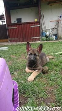 Biete Deutscher Schäferhund