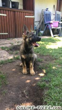 Biete Deutscher Schäferhund
