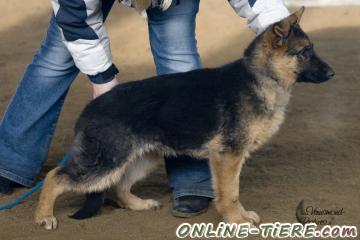 Biete Deutscher Schäferhund
