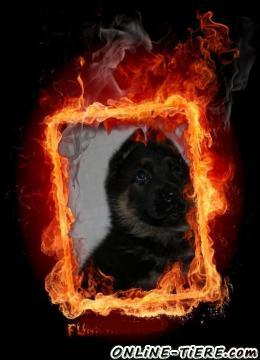 Biete Deutscher Schäferhund