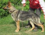 Biete 