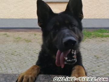 Biete Deutscher Schäferhund