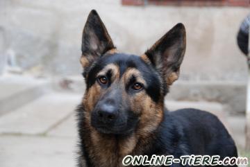 Biete Deutscher Sch&auml;ferhund