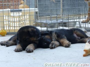 Biete Deutscher Sch&auml;ferhund